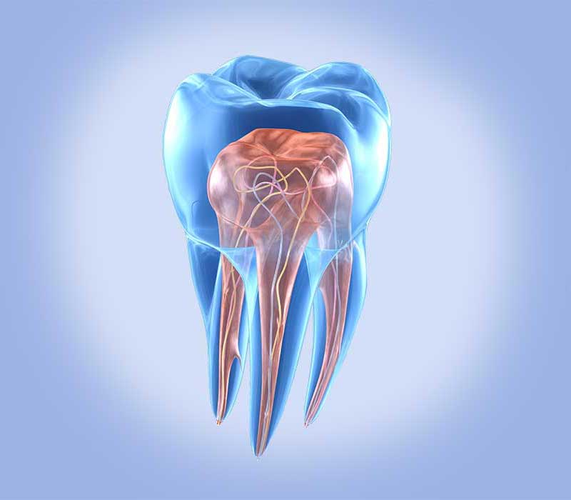 Immagine endodonzia